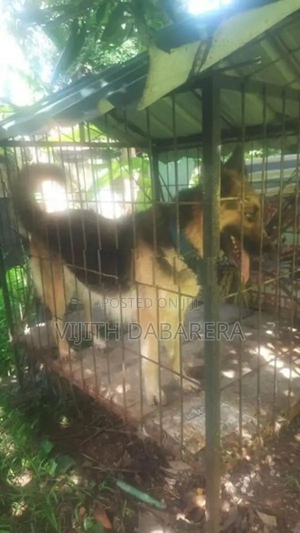 German Shepherd Female (4Y)