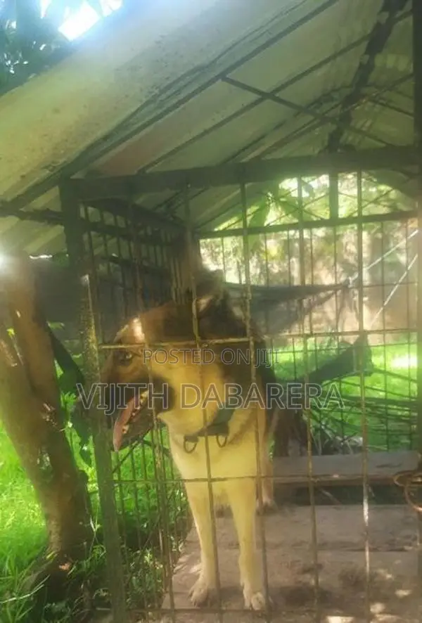 German Shepherd Female (4Y)