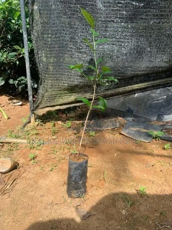 තේ පැළ (Tea Plants)
