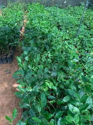 තේ පැළ (Tea Plants)