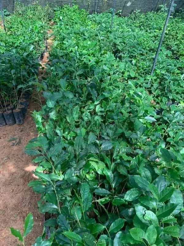තේ පැළ (Tea Plants)