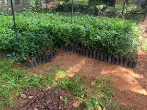 තේ පැළ (Tea Plants)