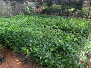 තේ පැළ (Tea Plants)