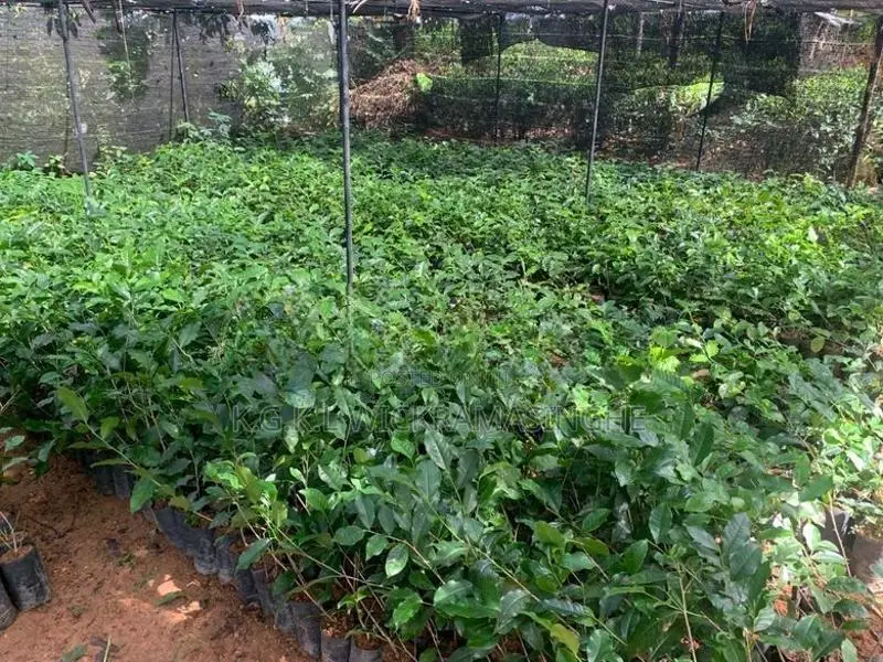 තේ පැළ (Tea Plants)