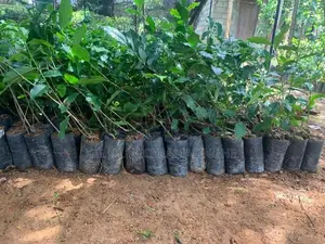 තේ පැළ (Tea Plants)