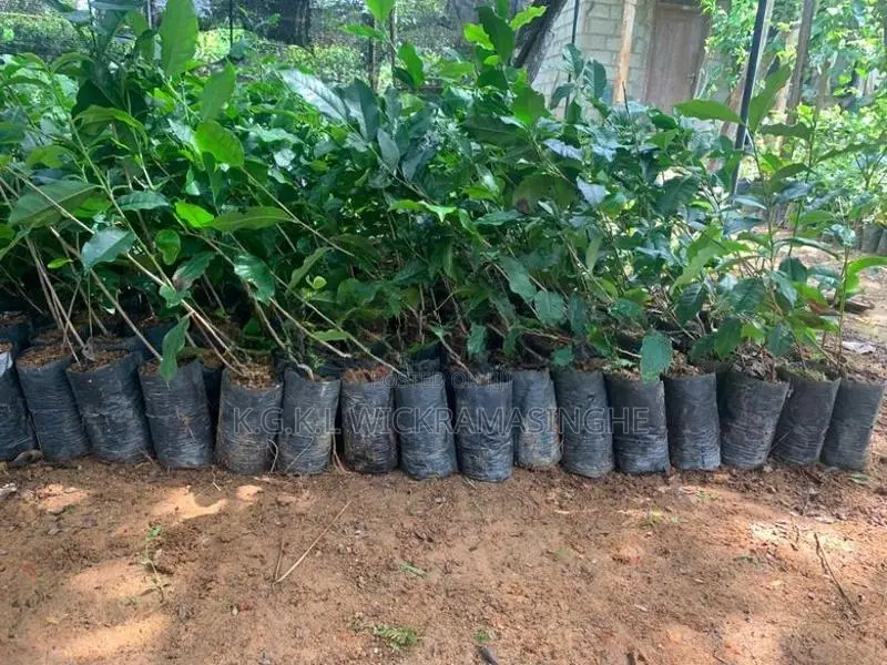 තේ පැළ (Tea Plants)
