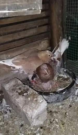 Pigeons