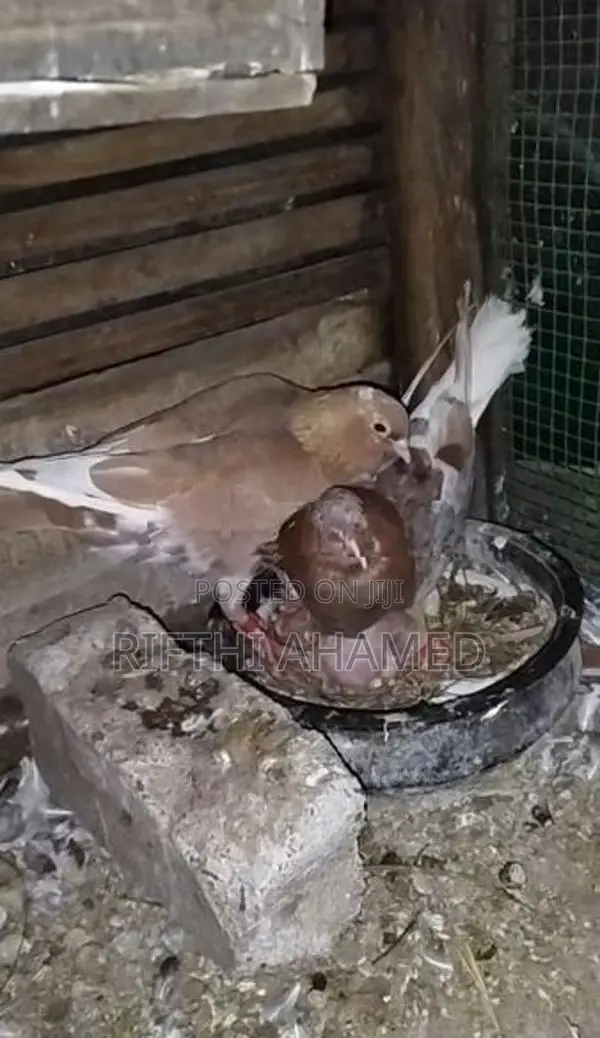 Pigeons