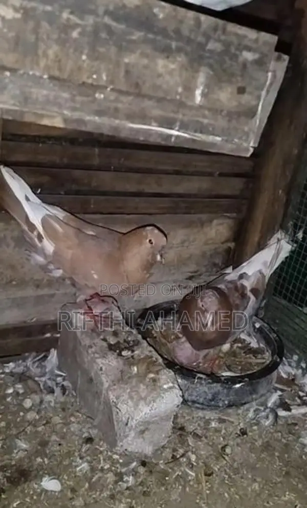 Pigeons