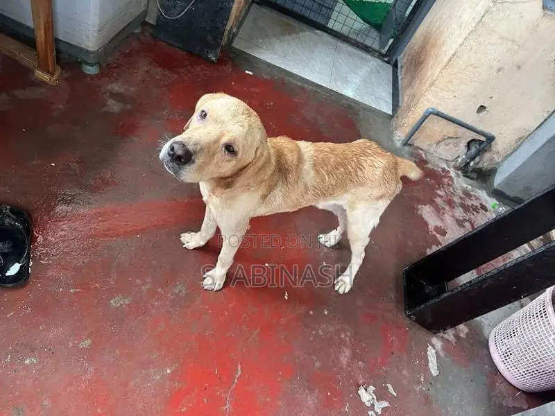 Labrador