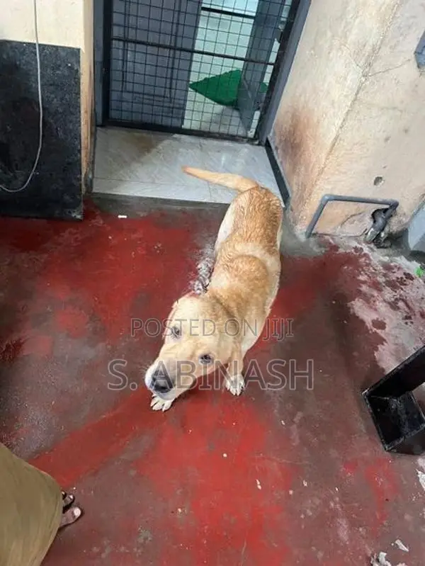 Labrador