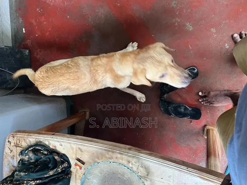 Labrador