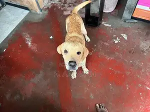 Labrador