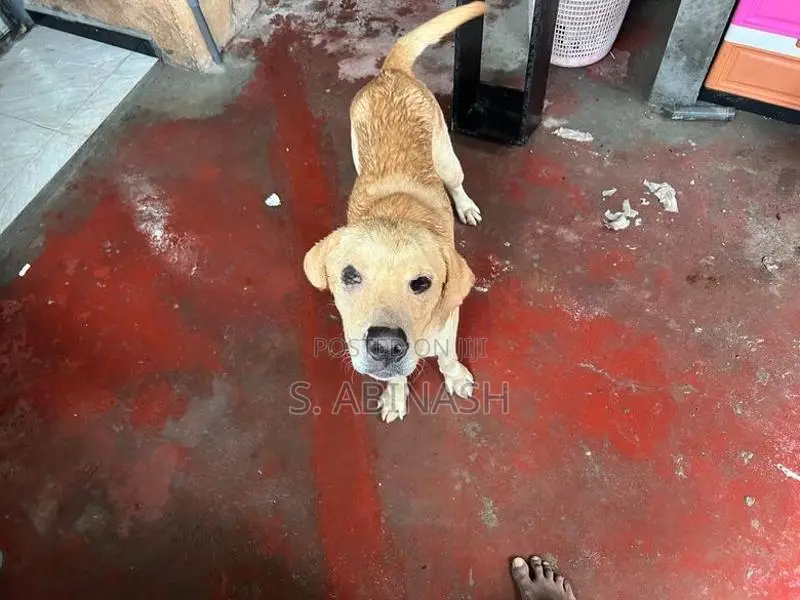 Labrador