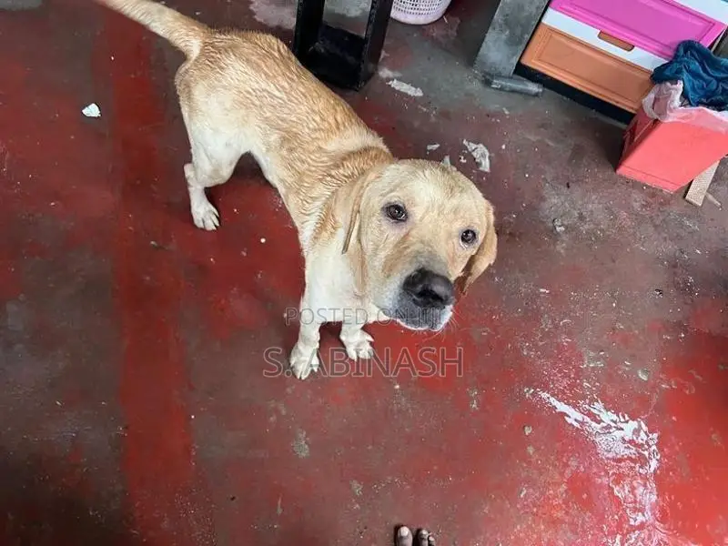 Labrador