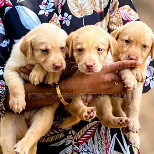Labrador Puppies