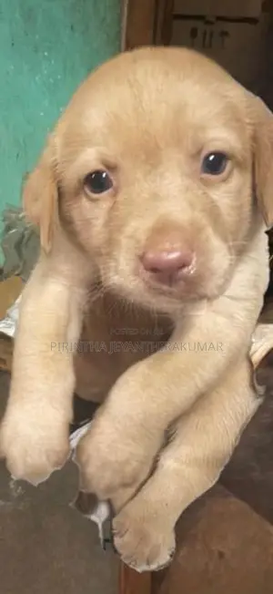 Labrador Puppies
