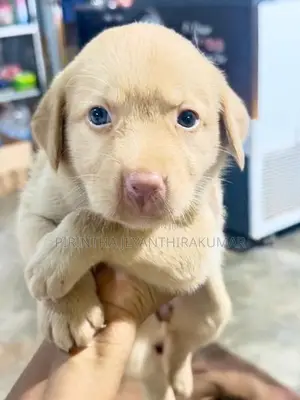 Labrador Puppies