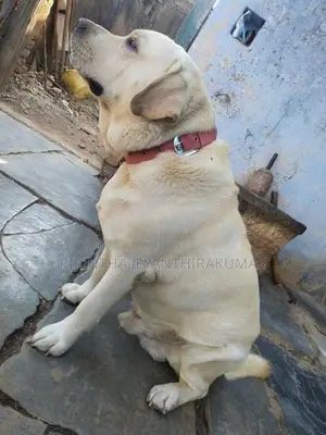 Labrador Puppies