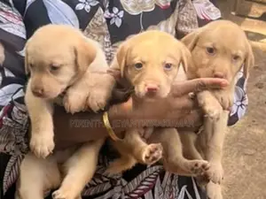 Labrador Puppies