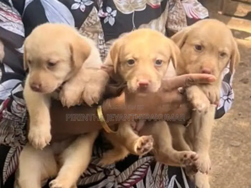 Labrador Puppies
