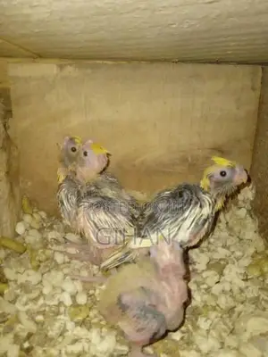Cocktail Chicks