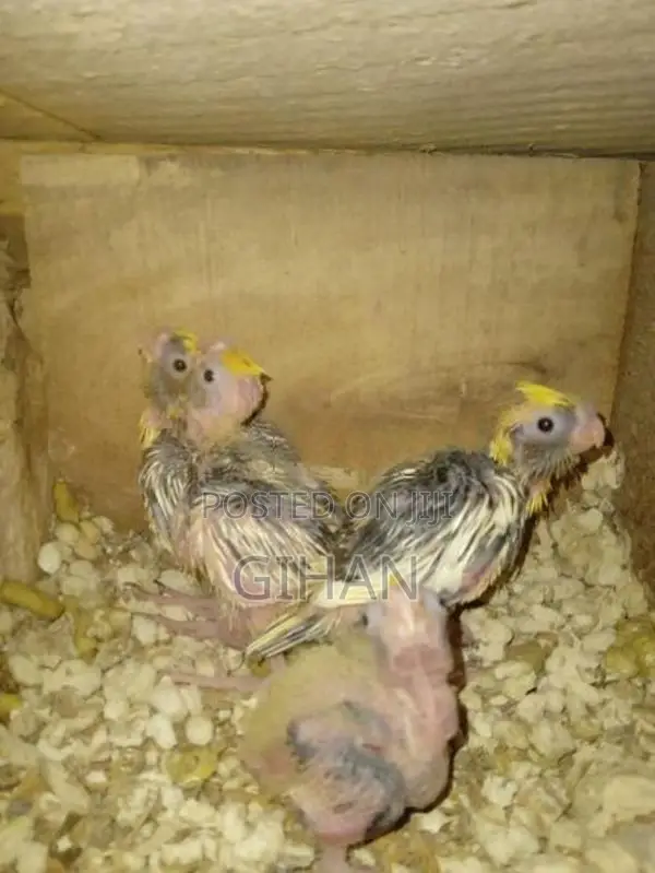 Cocktail Chicks