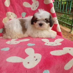 1-3 months Female Purebred Shih Tzu