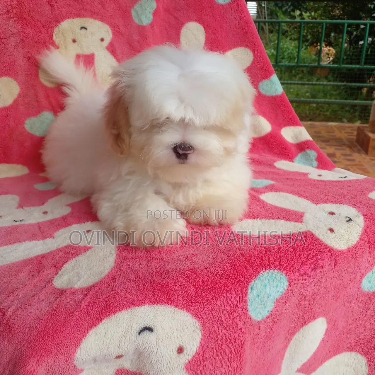 1-3 months Female Purebred Shih Tzu