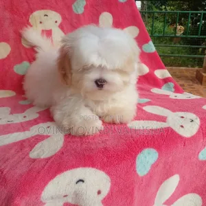1-3 months Female Purebred Shih Tzu