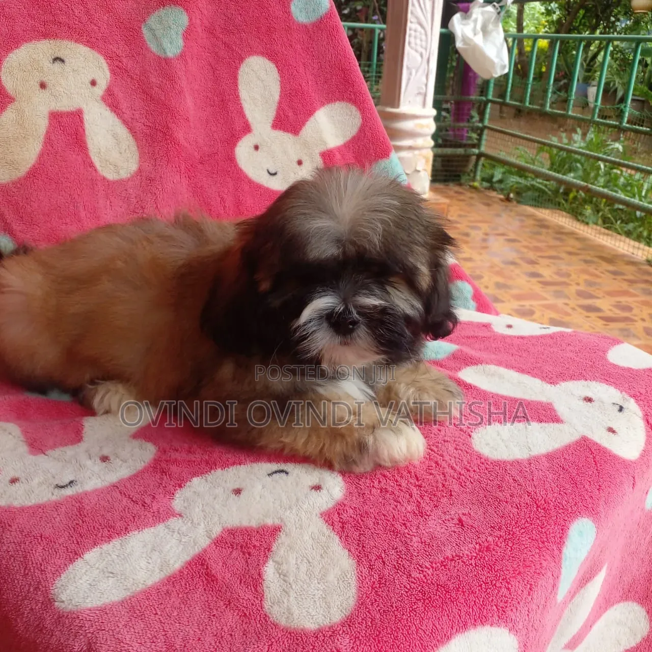 1-3 months Female Purebred Shih Tzu