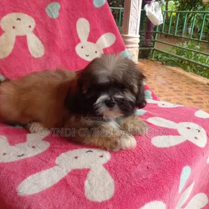 1-3 months Female Purebred Shih Tzu