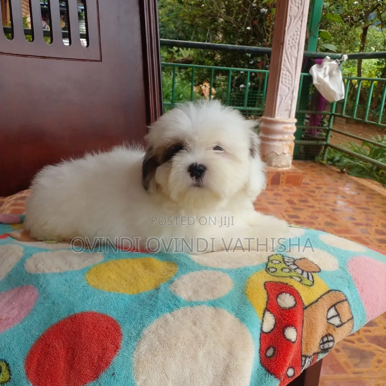 1-3 months Female Purebred Shih Tzu