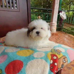 1-3 months Female Purebred Shih Tzu