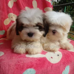 1-3 months Female Purebred Shih Tzu