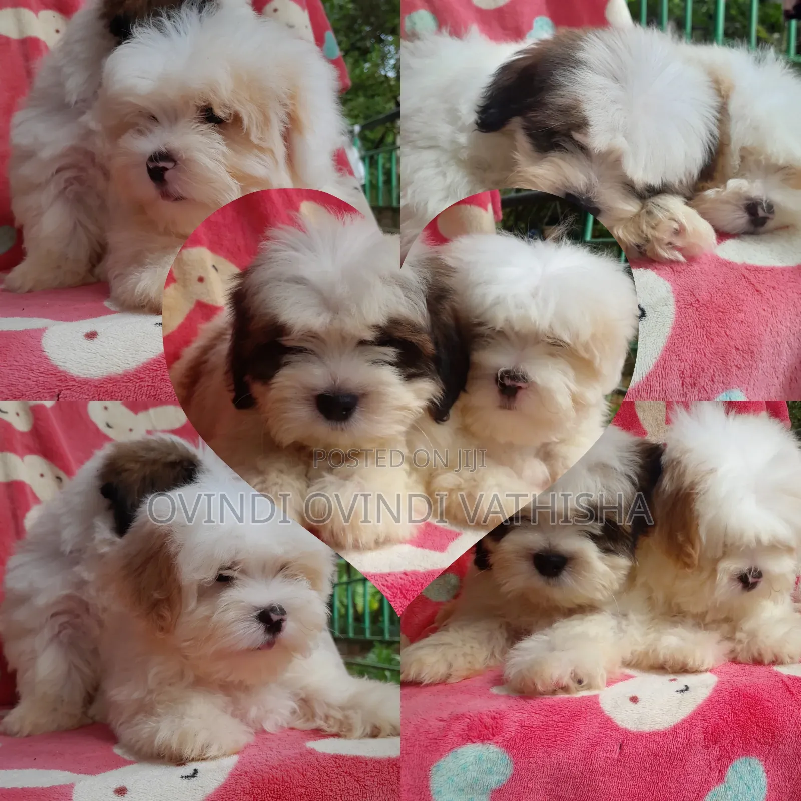 1-3 months Female Purebred Shih Tzu