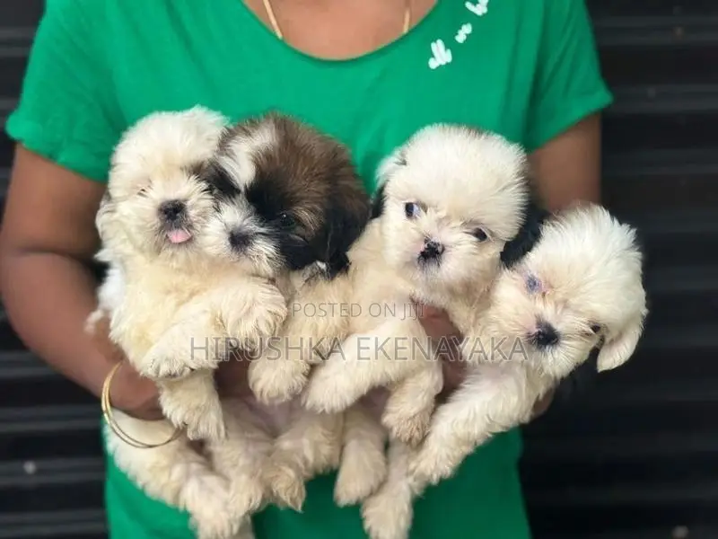 Shih Tzu Puppy