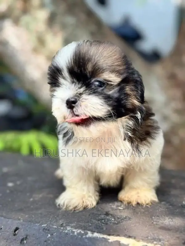 Shih Tzu Puppy