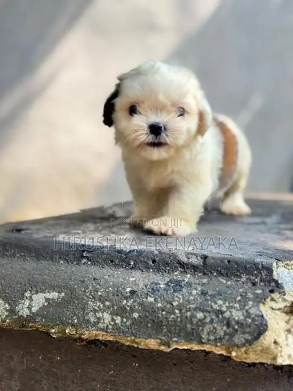 Shih Tzu Puppy