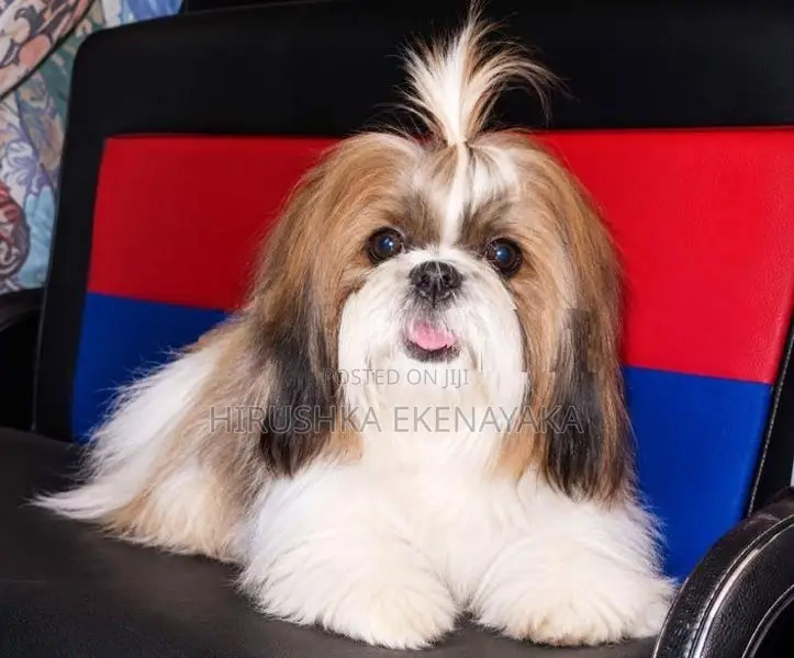 Shih Tzu Puppy