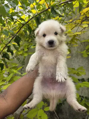 1-3 months Male Purebred Pomeranian