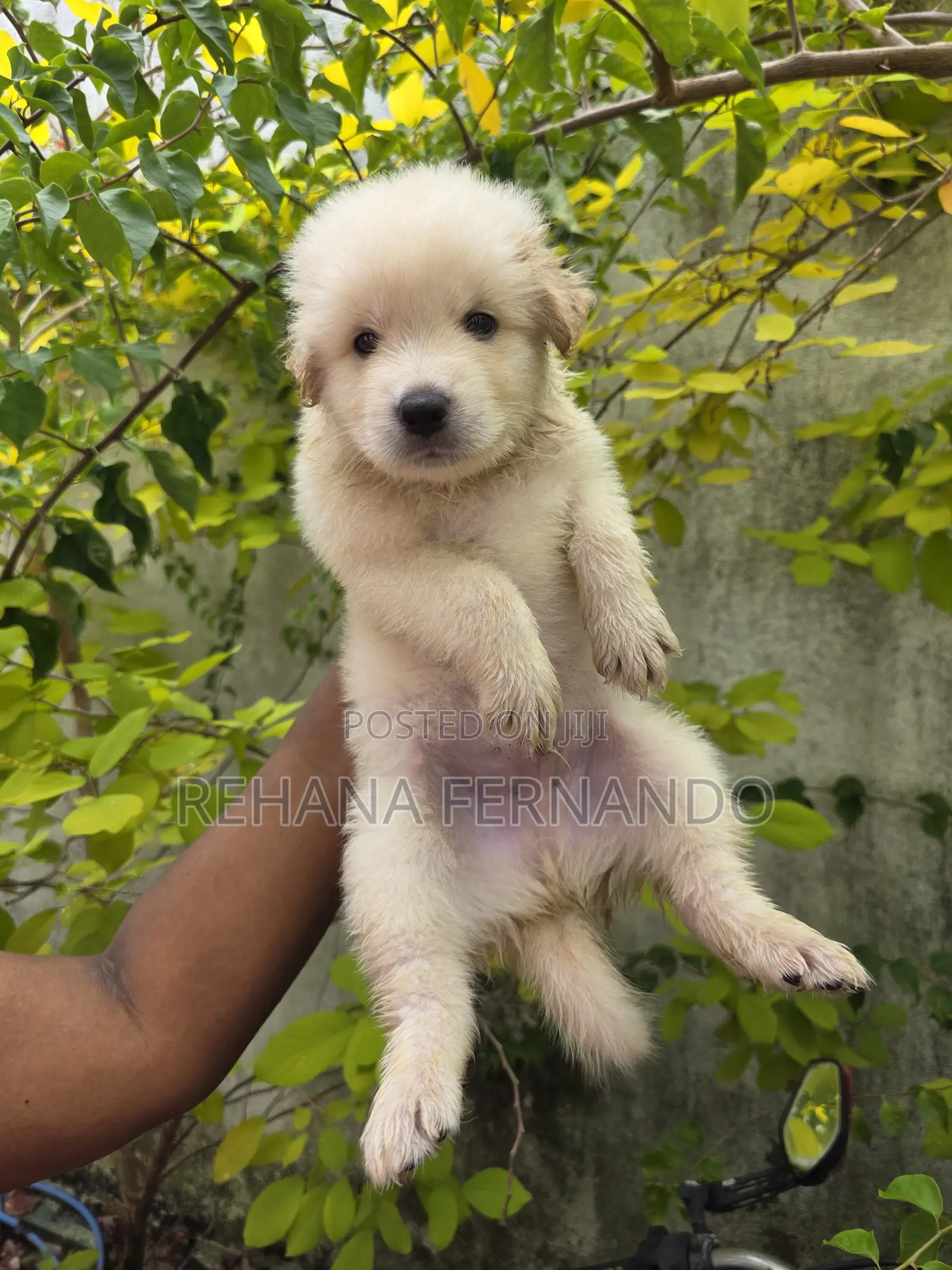 1-3 months Male Purebred Pomeranian