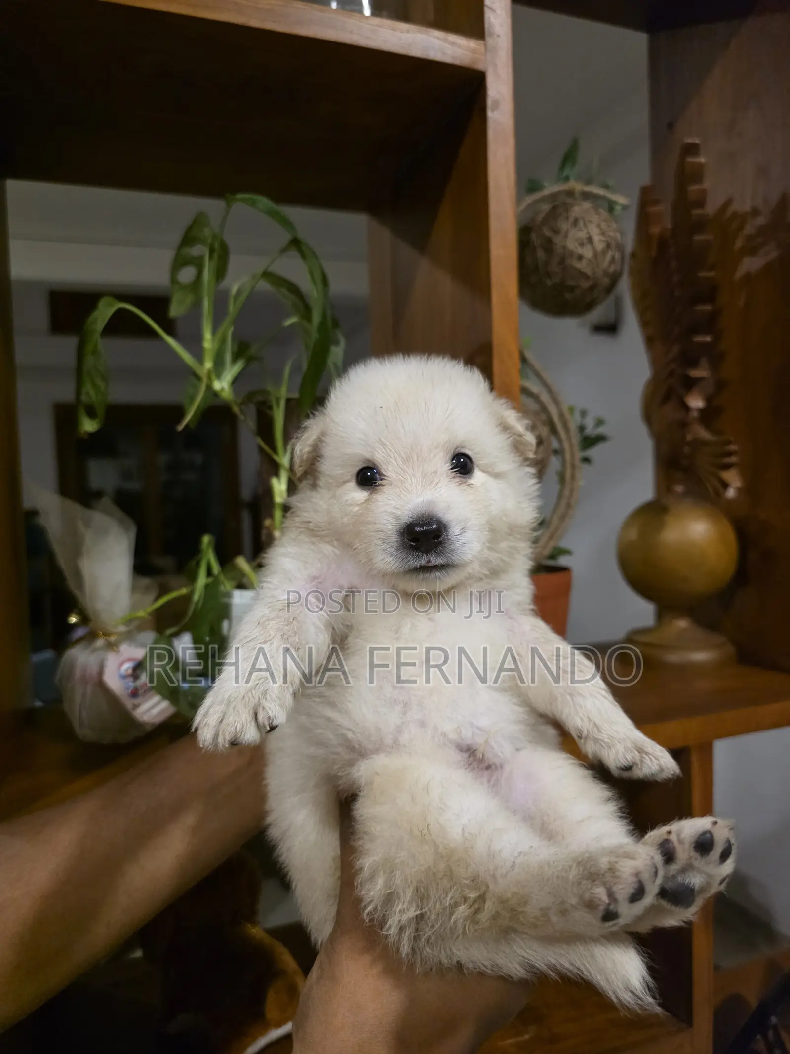 1-3 months Male Purebred Pomeranian