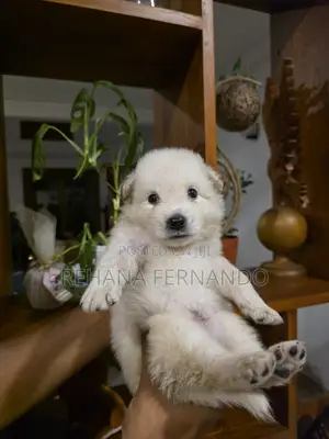 1-3 months Male Purebred Pomeranian