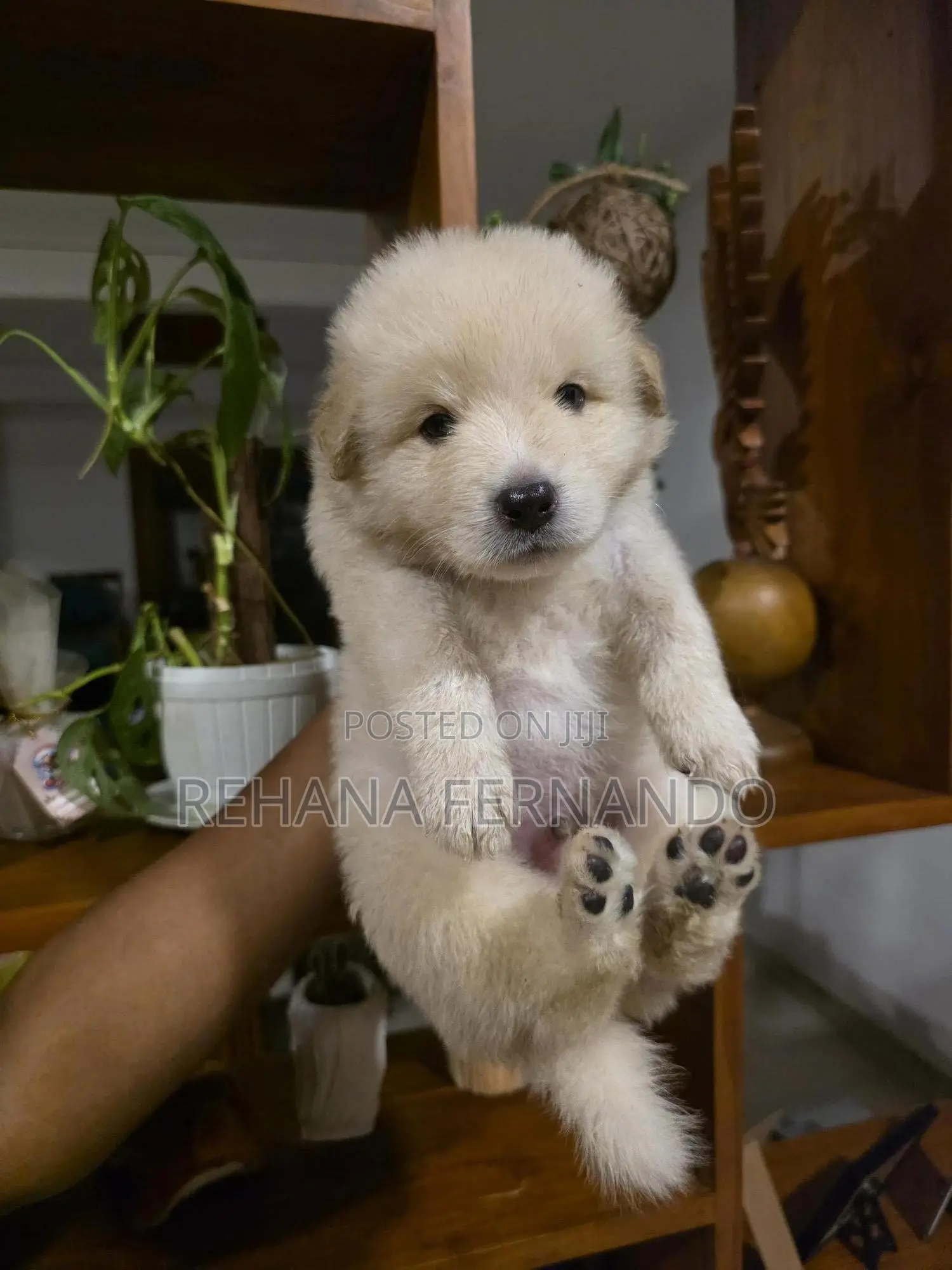 1-3 months Male Purebred Pomeranian
